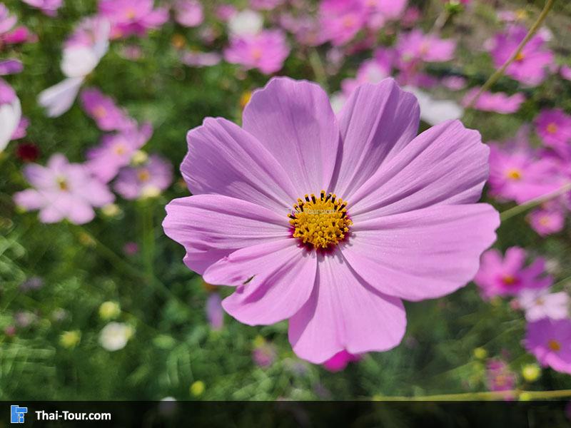 ดอกไม้ อ่างเก็บน้ำห้วยตึงเฒ่า