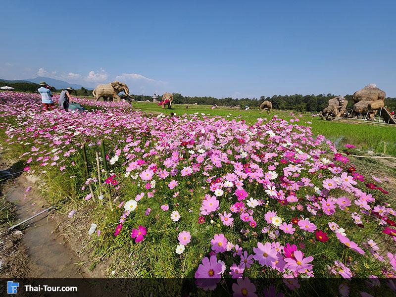 ดอกไม้ อ่างเก็บน้ำห้วยตึงเฒ่า