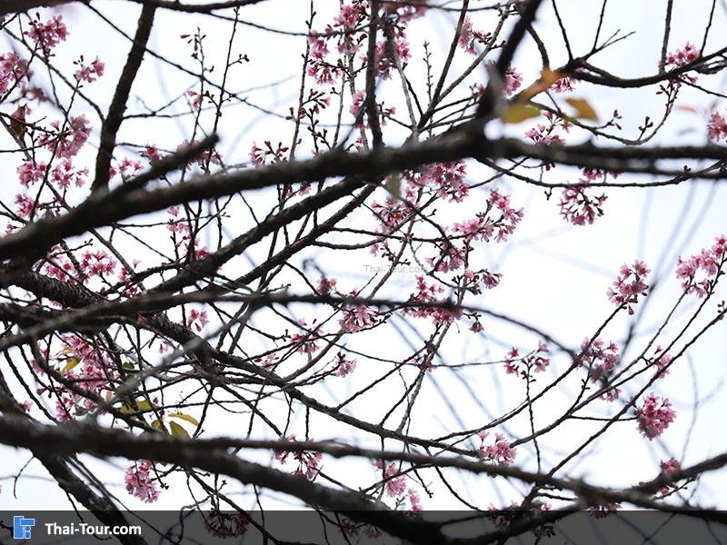 ดอกซากุระ สถานีเกษตรที่สูง ดอยปุย