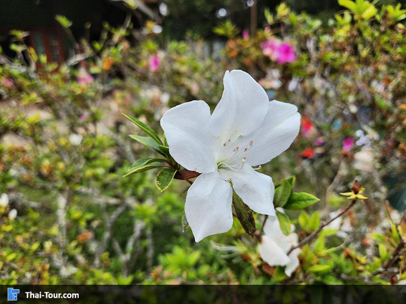 ดอกไม้ ลานกางเต็นท์ยอดดอยปุย