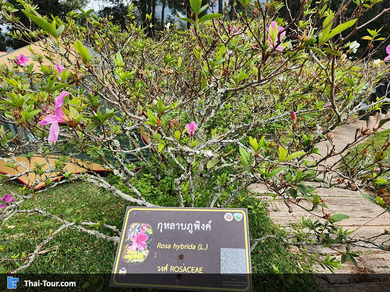 ดอกไม้ ลานกางเต็นท์ยอดดอยปุย