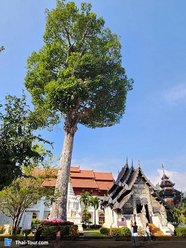 ด้านนอก วัดเจดีย์หลวงวรวิหาร