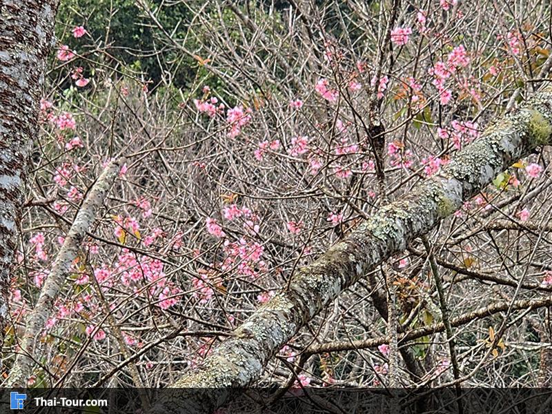 สถานีวิจัยเกษตรที่สูง ขุนช้างเคี่ยน