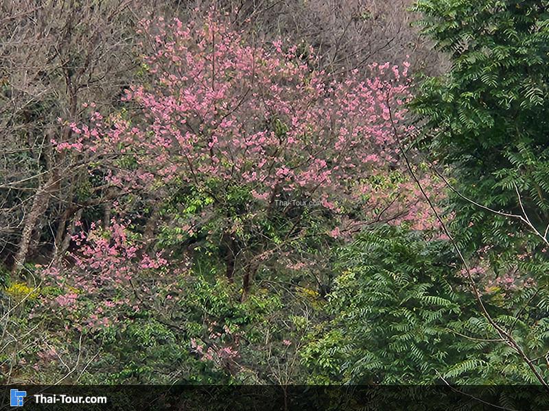 สถานีวิจัยเกษตรที่สูง ขุนช้างเคี่ยน
