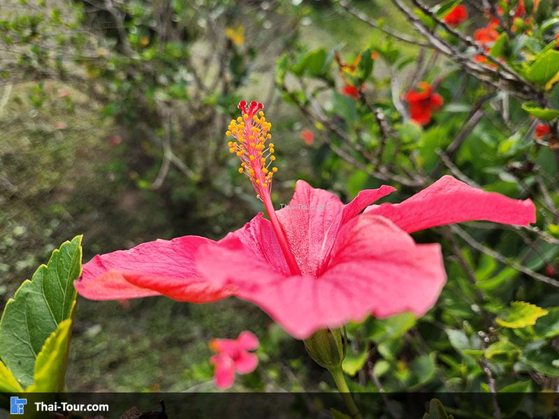 ดอกไม้ สถานีวิจัยเกษตรที่สูง ขุนช้างเคี่ยน