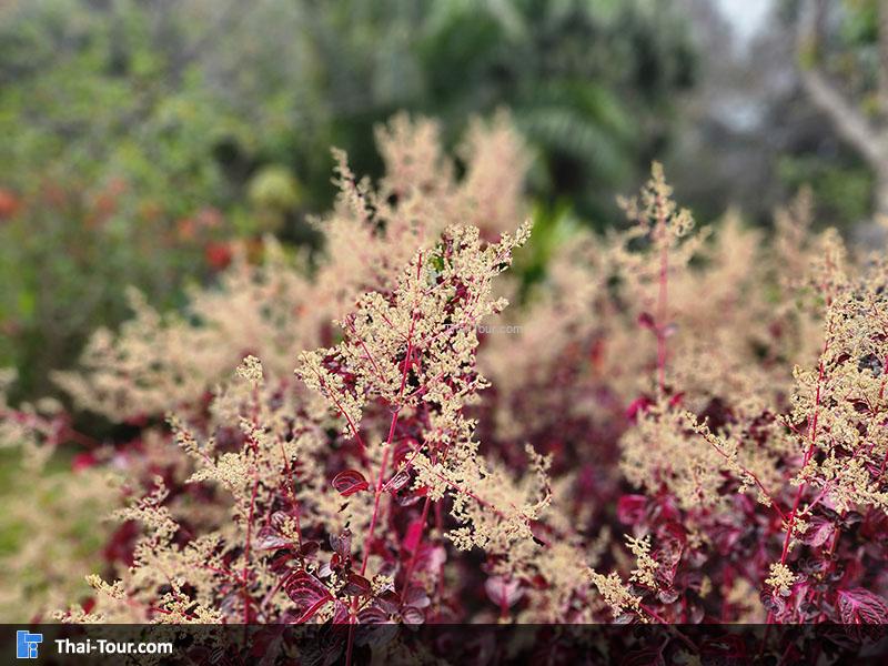 สถานีวิจัยเกษตรที่สูง ขุนช้างเคี่ยน
