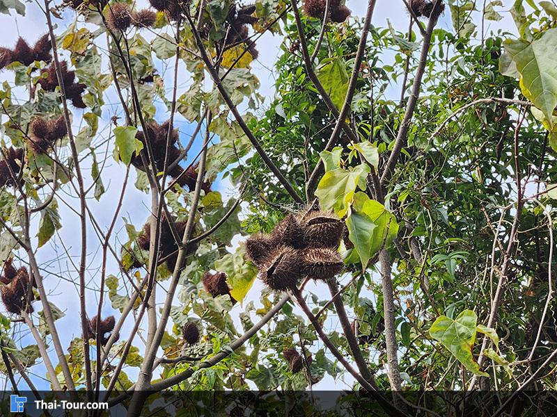 สถานีวิจัยเกษตรที่สูง ขุนช้างเคี่ยน