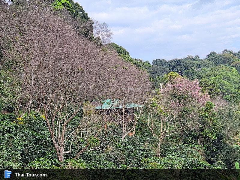 สถานีวิจัยเกษตรที่สูง ขุนช้างเคี่ยน