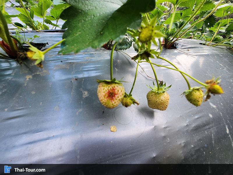 สวนสตรอว์เบอร์รี บ้านม้งขุนช้างเคี่ยน