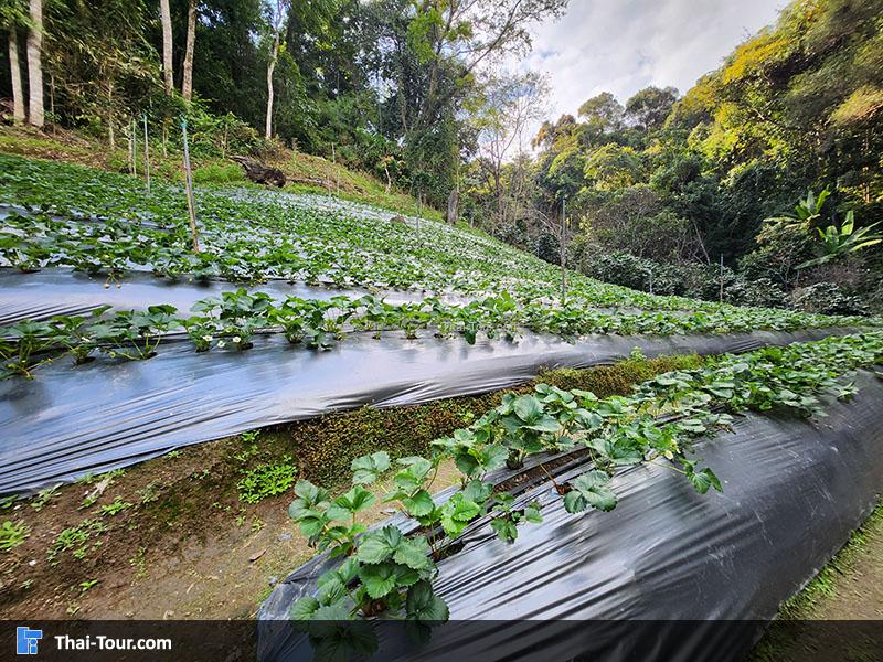 สวนสตรอว์เบอร์รี บ้านม้งขุนช้างเคี่ยน
