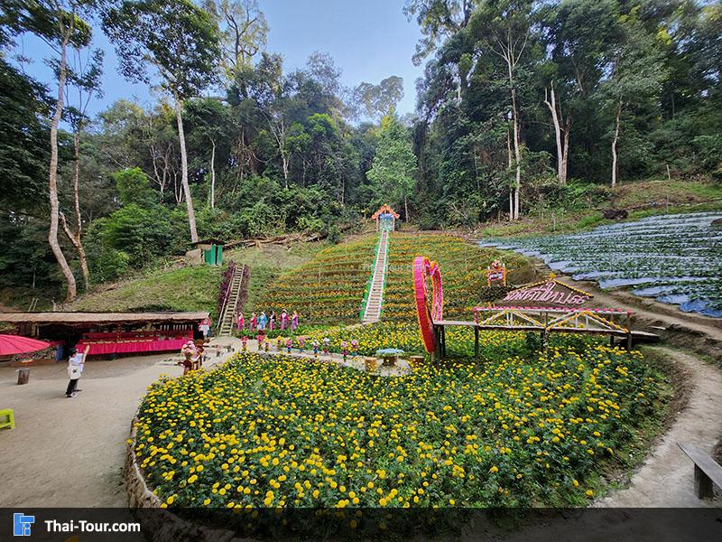 สวนสตรอว์เบอร์รี บ้านม้งขุนช้างเคี่ยน