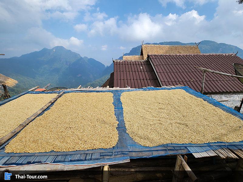 บรรยากาศ ดอยผาฮี้