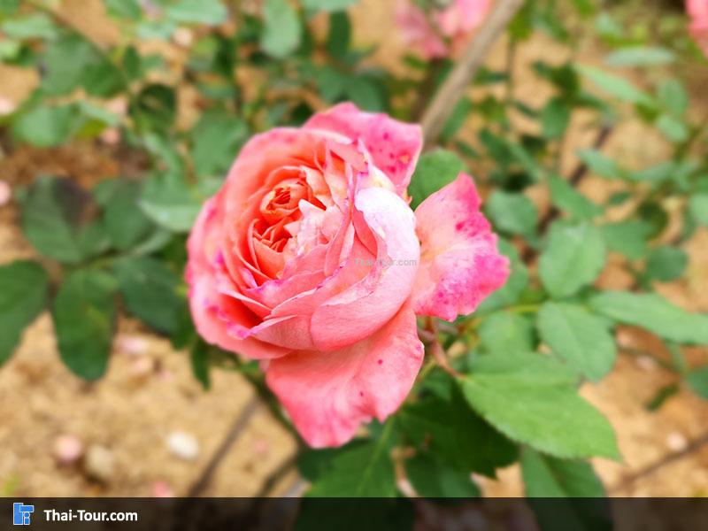 จุดชมวิว ดอยช้างมูบ