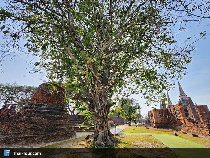 จุดถ่ายภาพ สวยๆของวัดพระศรีสรรเพชญ์