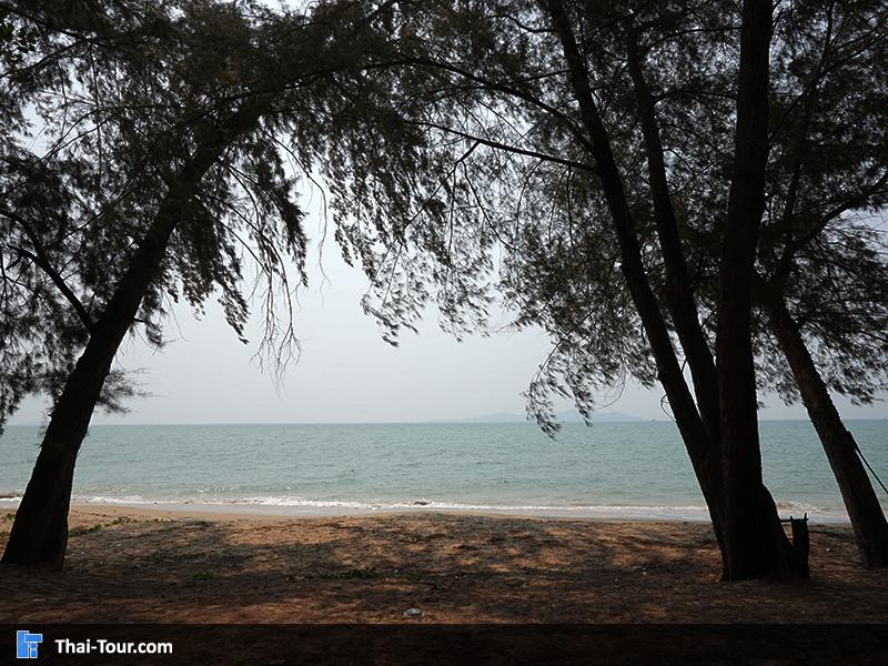 บรรยากาศ สวนสน (สวนรุกชาติเพ)