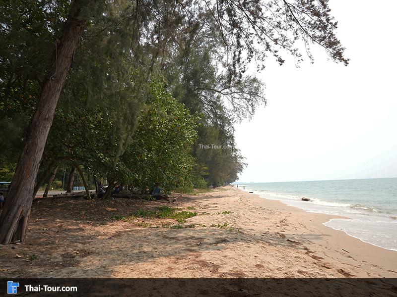 บรรยากาศ สวนสน (สวนรุกชาติเพ)