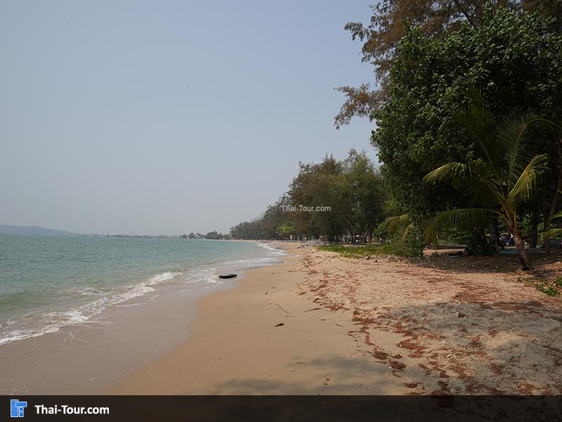 บรรยากาศ สวนสน (สวนรุกชาติเพ)