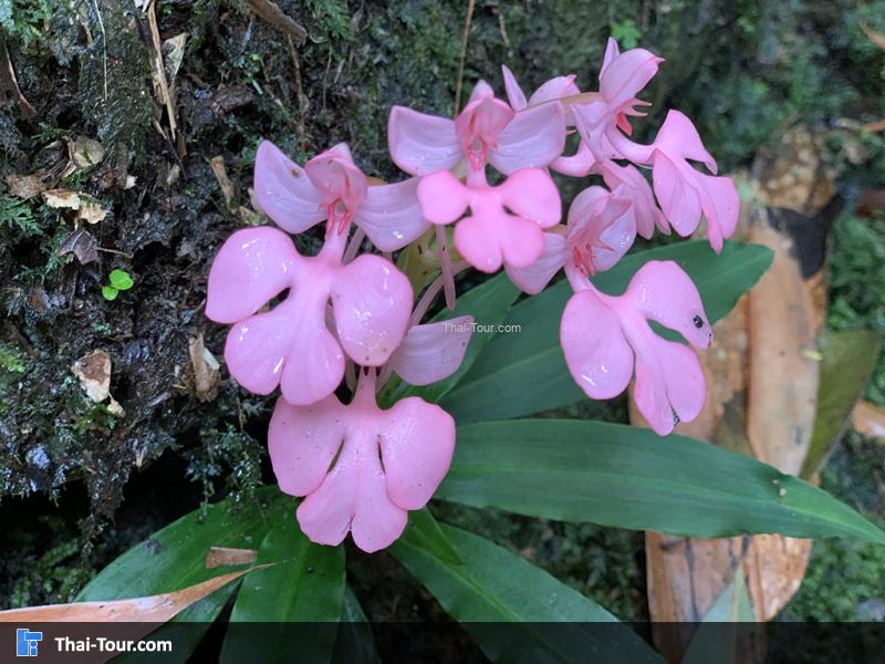 ดอกลิ้นมังกร ออกดอกปีละ 1 ครั้ง 