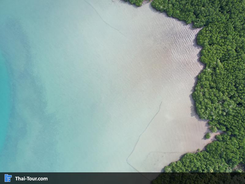 ภาพมุมสูง Mangrove beach