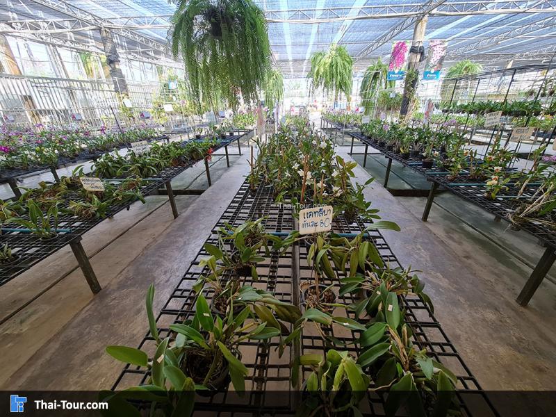 ภายใน แอร์ออร์คิดส์