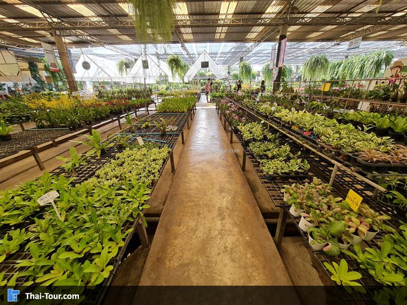 ภายใน แอร์ออร์คิดส์