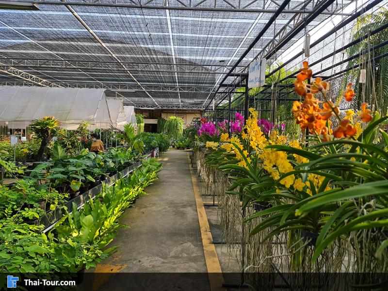 ภายใน แอร์ออร์คิดส์