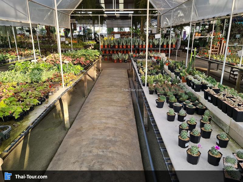 ภายใน แอร์ออร์คิดส์