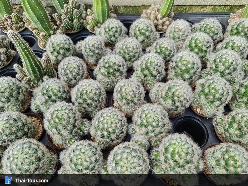 ภายใน แอร์ออร์คิดส์