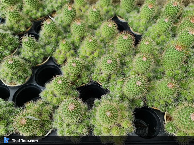 ภายใน แอร์ออร์คิดส์