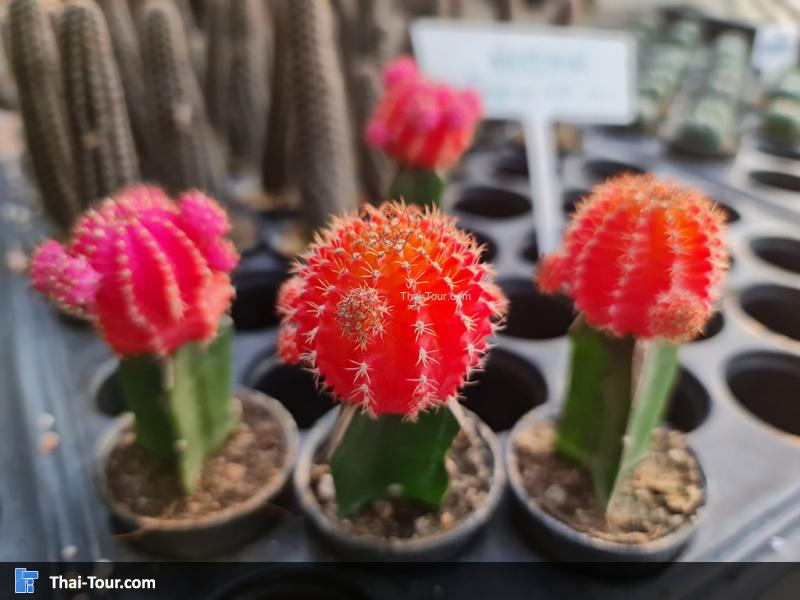 ภายใน แอร์ออร์คิดส์