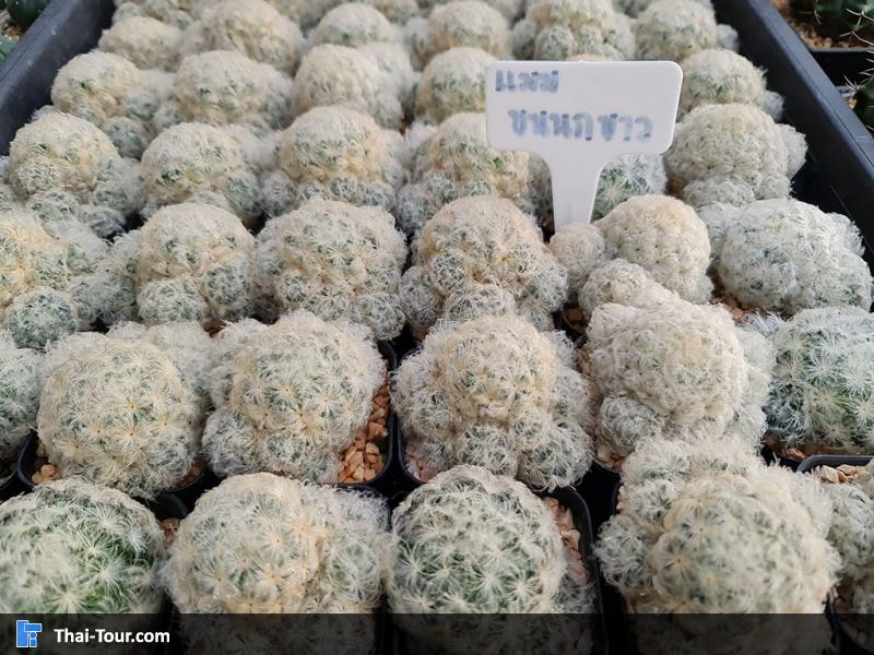 ภายใน แอร์ออร์คิดส์