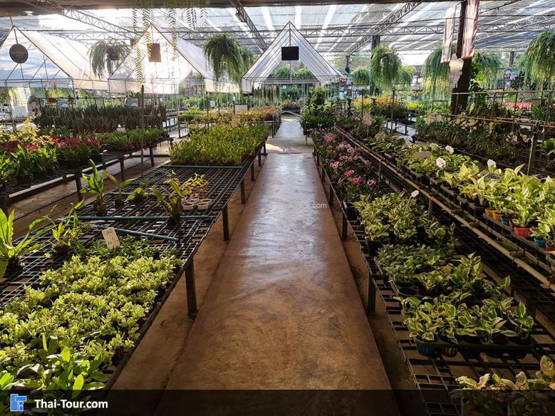 ภายใน แอร์ออร์คิดส์