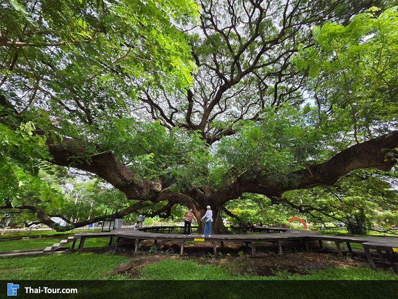 ต้นจามจุรียักษ์