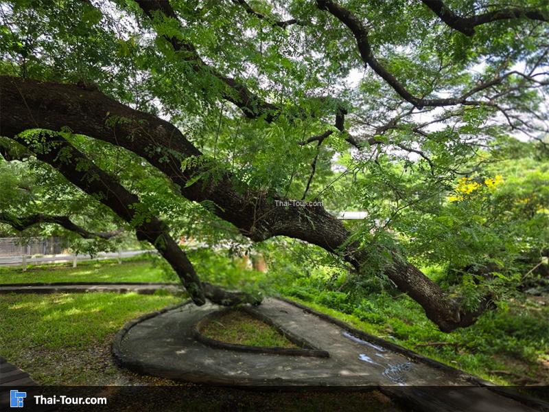 ต้นจามจุรียักษ์