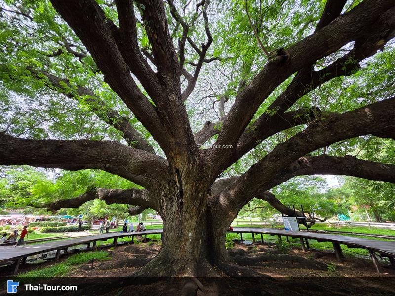 ต้นจามจุรียักษ์