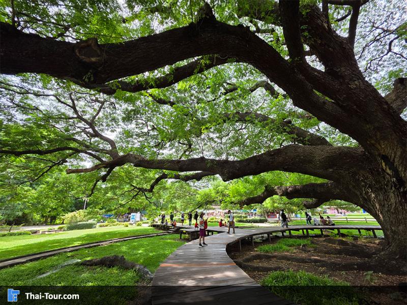 ต้นจามจุรียักษ์