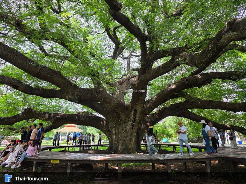 ต้นจามจุรียักษ์