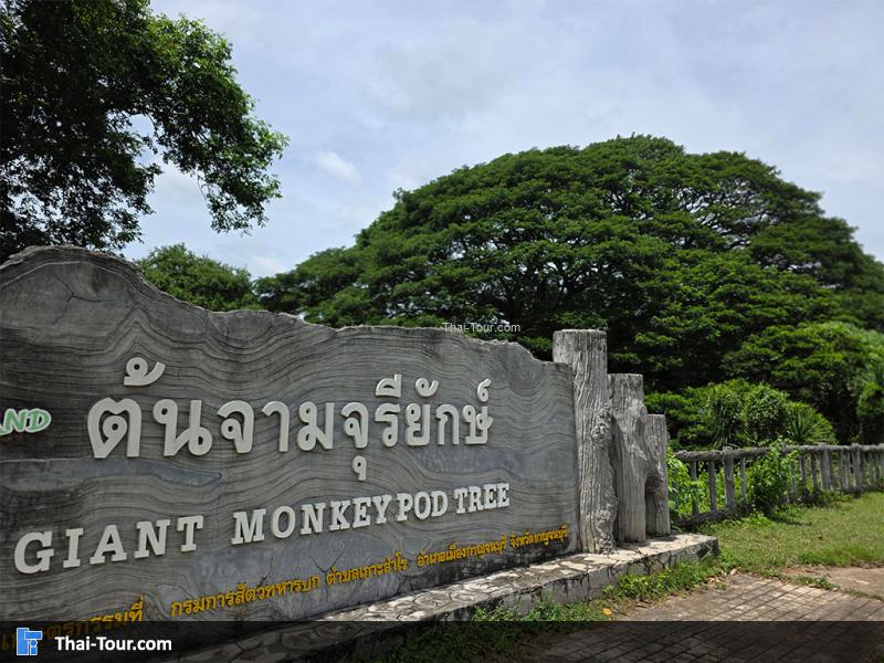 ต้นจามจุรียักษ์