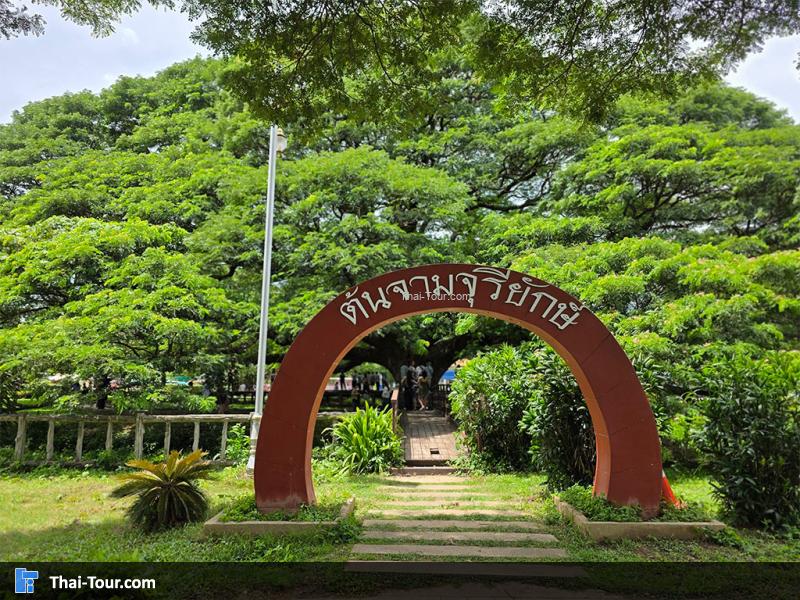 ต้นจามจุรียักษ์