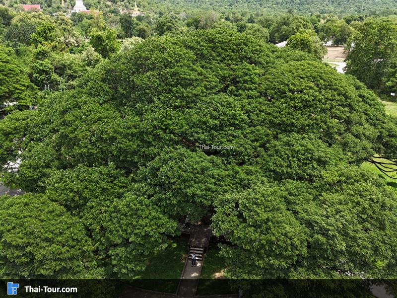 ภาพมุมสูงต้นจามจุรียักษ์