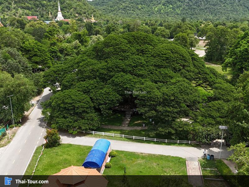 ภาพมุมสูงต้นจามจุรียักษ์