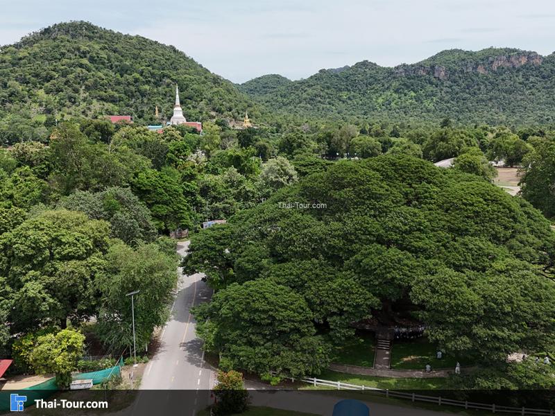 ภาพมุมสูงต้นจามจุรียักษ์