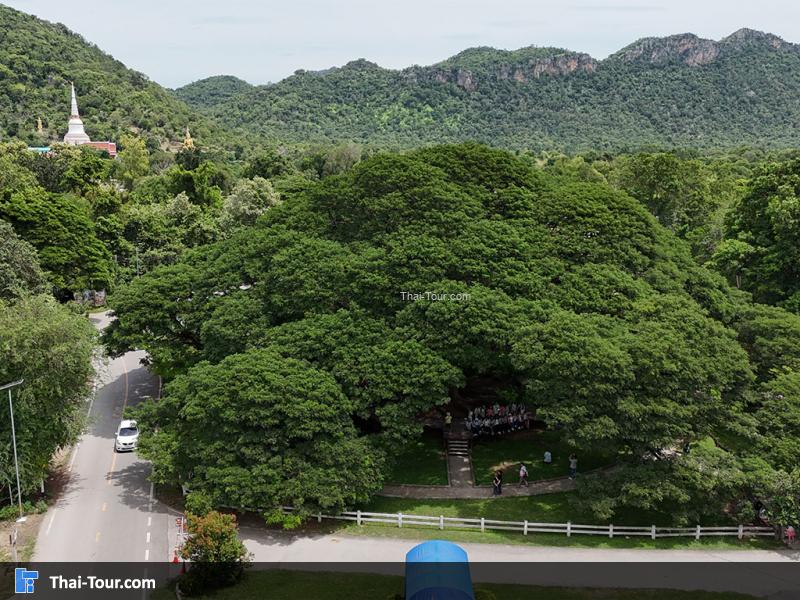 ภาพมุมสูงต้นจามจุรียักษ์