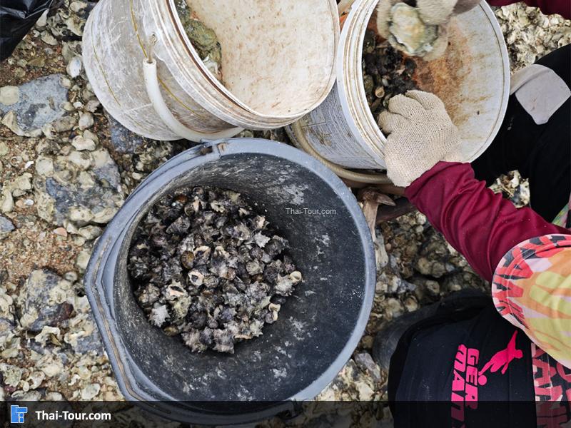 แหลมหินหน้าหาด Island Escape Burasari