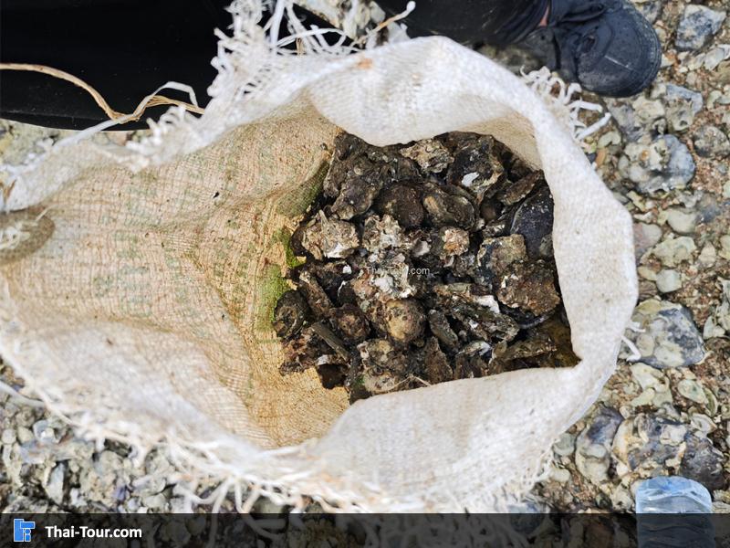 แหลมหินหน้าหาด Island Escape Burasari