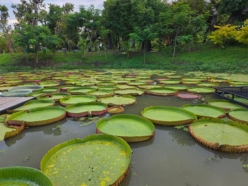 บรรยากาศของนาบัวยักษ์