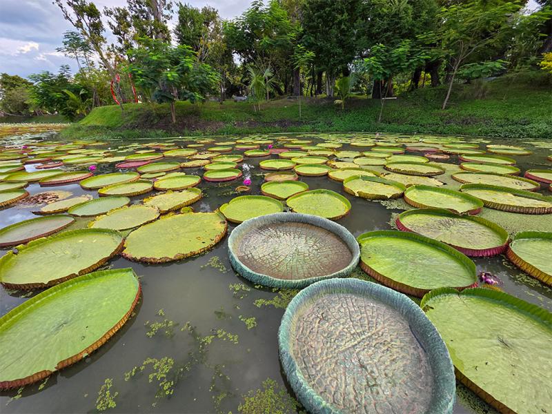 บรรยากาศของนาบัวยักษ์