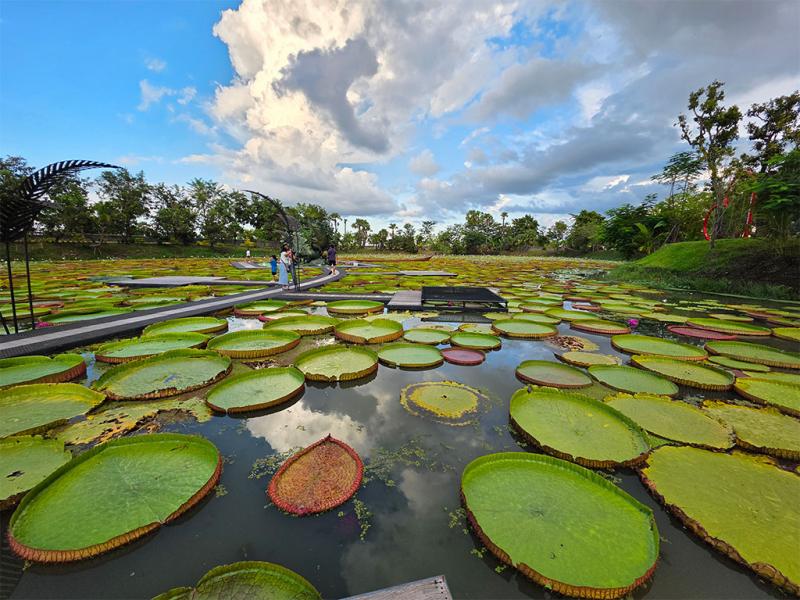 บรรยากาศของนาบัวยักษ์