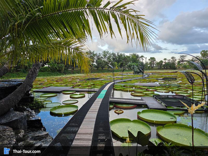 บรรยากาศของนาบัวยักษ์