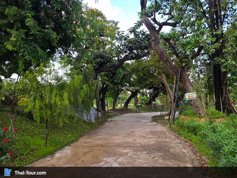 บรรยากาศของนาบัวยักษ์